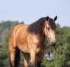fieldhorse_photo_1623161784265Ariat3.0-1