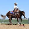 Stiletto_HansenPerformanceHorsesWeb6