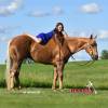 Minion_HansenPerformanceHorsesWeb6