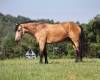 fieldhorse_photo_1623161784265Ariat3.0-3