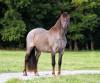 fieldhorse_photo_1623161784265Zeus-16-scaled