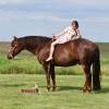 Tarzan_HansenPerformanceHorsesWeb7