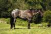 _91A3785-2 copy