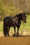 _91A1466-2 copy