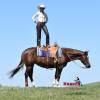 Stiletto_HansenPerformanceHorsesWeb9