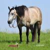 Macho_HansenPerformanceHorsesWeb6