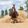 Stiletto_HansenPerformanceHorsesWeb2