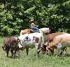 fieldhorse_photo_1623161784265Cinco1-8