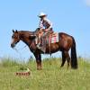 Tarzan_HansenPerformanceHorsesWeb15