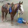 fieldhorse_photo_1623161784265Smoken-Red-Badger-aka-Whiskey-a-Handy-Calm-and-Versatile-Lit-Horse-6-scaled