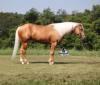 fieldhorse_photo_1623161784265Cinco1-2