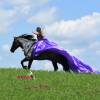 Sasquatch_HansenPerformanceHorsesWeb12