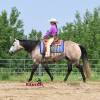 Macho_HansenPerformanceHorsesWeb2