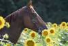 image00003