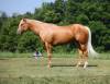 fieldhorse_photo_1623161784265Cinco1-3