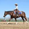 Stiletto_HansenPerformanceHorsesWeb8