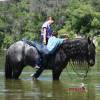 Sasquatch_HansenPerformanceHorsesWeb8