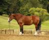 _91A1158-2 copy