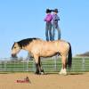 OneTon_HansenPerformanceHorsesWeb1