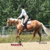 Minion_HansenPerformanceHorsesWeb14