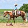 Minion_HansenPerformanceHorsesWeb2