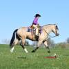 OneTon_HansenPerformanceHorsesWeb7
