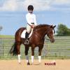 Tarzan_HansenPerformanceHorsesWeb2