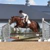 Tarzan_HansenPerformanceHorsesWeb4
