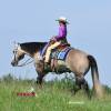 Macho_HansenPerformanceHorsesWeb5