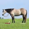 Macho_HansenPerformanceHorsesWeb7