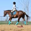 Stiletto_HansenPerformanceHorsesWeb5