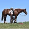 Stiletto_HansenPerformanceHorsesWeb25