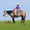 Macho_HansenPerformanceHorsesWeb1