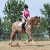 KoolAid_HansenPerformanceHorsesWeb13