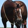 Stiletto_HansenPerformanceHorsesWeb12