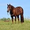 Tarzan_HansenPerformanceHorsesWeb8