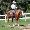 fieldhorse_photo_1623161784265Smoken-Red-Badger-aka-Whiskey-a-Handy-Calm-and-Versatile-Lit-Horse-7