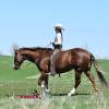 Stiletto_HansenPerformanceHorsesWeb10