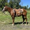 fieldhorse_photo_1623161784265Smoken-Red-Badger-aka-Whiskey-a-Handy-Calm-and-Versatile-Lit-Horse-12