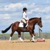 Tarzan_HansenPerformanceHorsesWeb9
