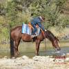 Tarzan_HansenPerformanceHorsesWeb6
