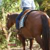 Tarzan_HansenPerformanceHorsesWeb13
