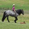 Sasquatch_HansenPerformanceHorsesWeb15