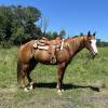 fieldhorse_photo_1623161784265Smoken-Red-Badger-aka-Whiskey-a-Handy-Calm-and-Versatile-Lit-Horse-9