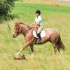 KoolAid_HansenPerformanceHorsesWeb10