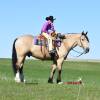 OneTon_HansenPerformanceHorsesWeb8