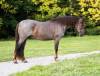 fieldhorse_photo_1623161784265Zeus-14-scaled