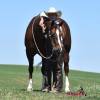 Stiletto_HansenPerformanceHorsesWeb3