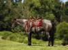 _91A3827-2 copy