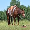 Tarzan_HansenPerformanceHorsesWeb14